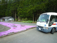 春の芝桜